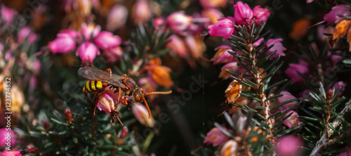 Gespaltene Wespenbiene  Nomada Ruficornis 