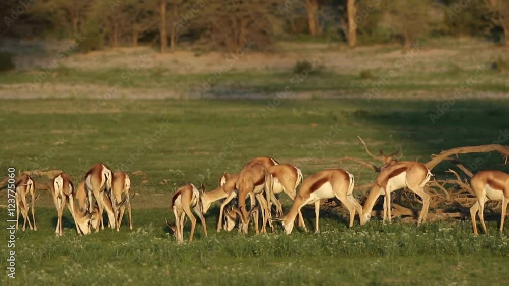 Herd of springbok antelopes (Antidorcas marsupialis) feeding, Kalahari, South Africa