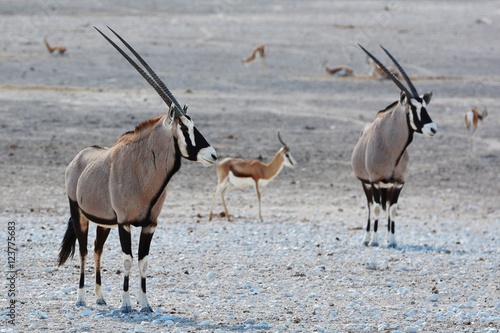 Oryx im Etosha Nationalpark