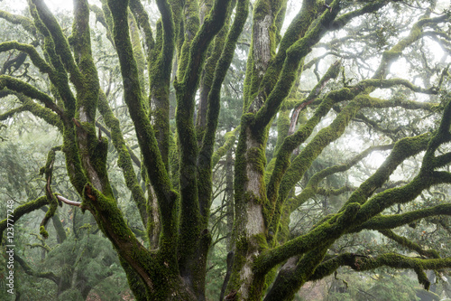 Madrone Mist. Mossy tree brunches in the fog  at Castle Rock State Park, California, USA photo