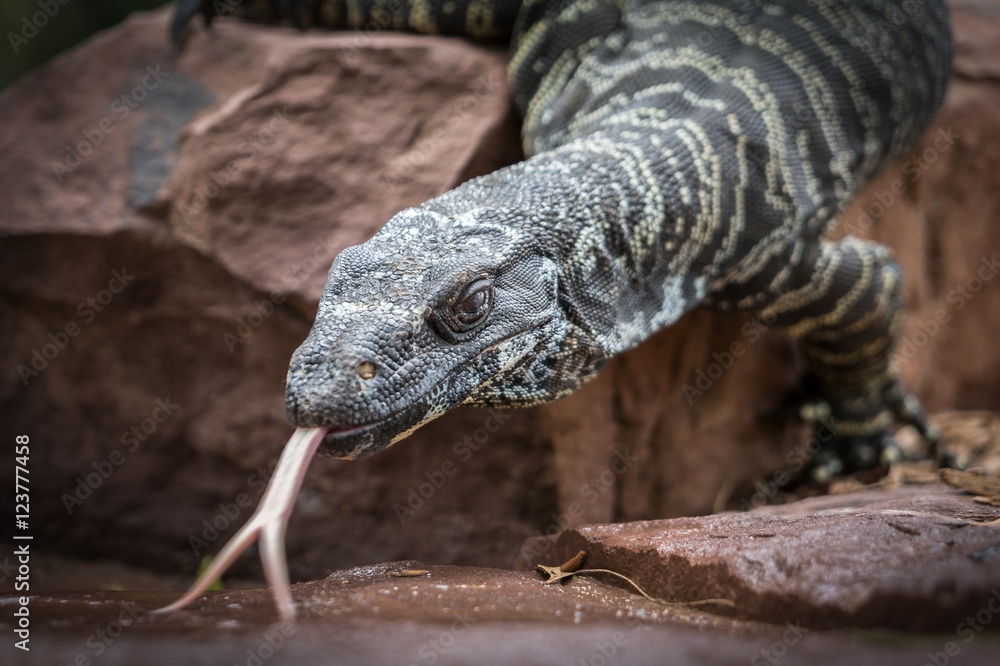 Obraz premium Goanna