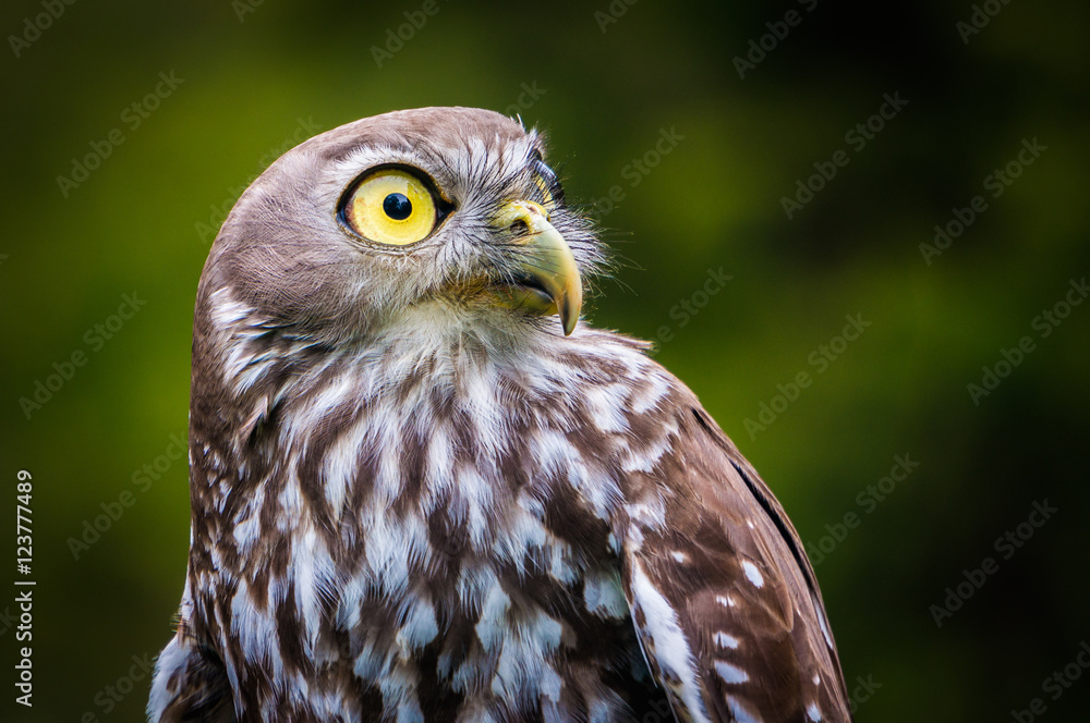 Barking Owl Barking Owl