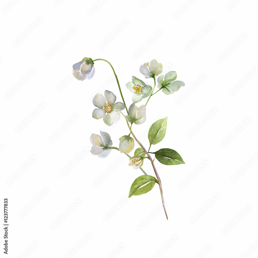 Obraz premium Watercolor flowers of rosemary on a colored background 