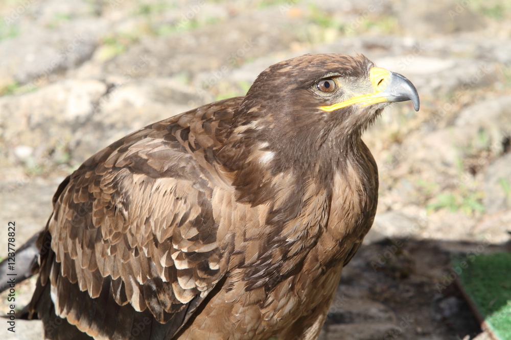 eagle eagle