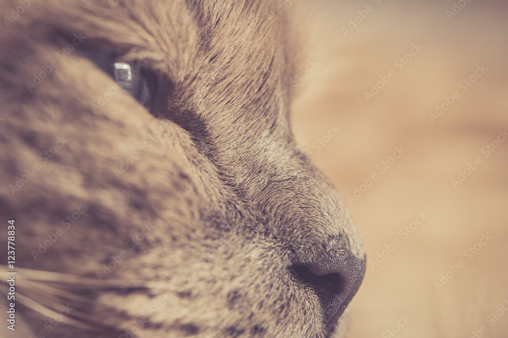 Profil einer Katze Stock Photo | Adobe Stock