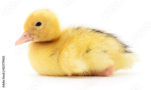 One yellow duckling.