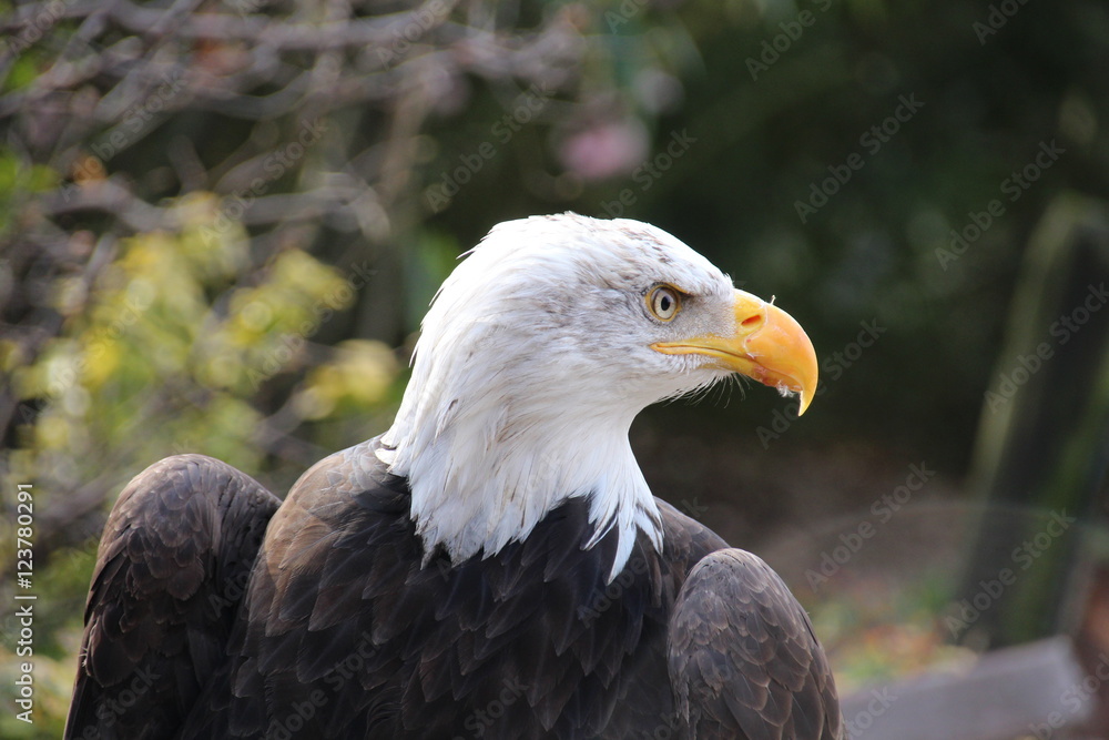 Fototapeta premium Adler Kopf