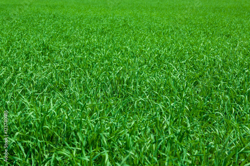green grass meadow