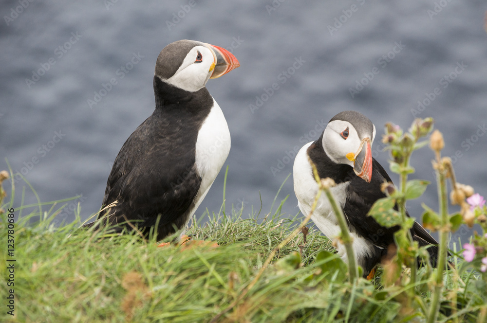 PUFFIN PUFFIN
