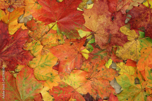 Beautiful multi-colored maple leaves