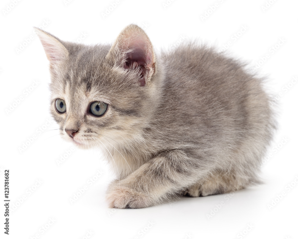 Obraz premium Small gray kitten.