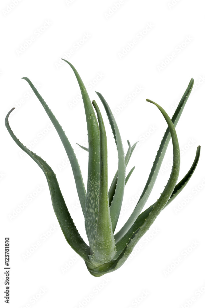 Aloe vera plant Aloe vera plant