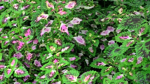 Wallpaper Mural Solenostemon scutellarioides , Labiatae, Coleus, Painted nettle  Torontodigital.ca