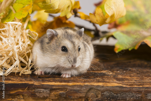 Tableau sur toile little pet hamster - Phodopus sungorus