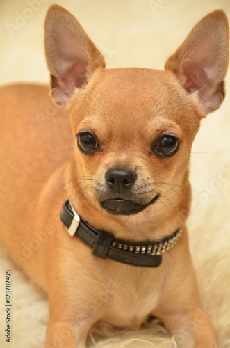 Fototapeta Naklejka Na Ścianę i Meble -  Chihuahua