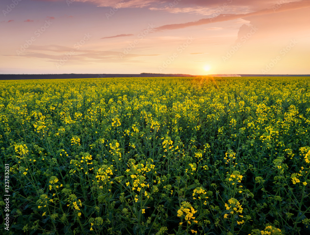 Fototapeta premium Grass on the field during sunrise. Agricultural landscape in the summer time