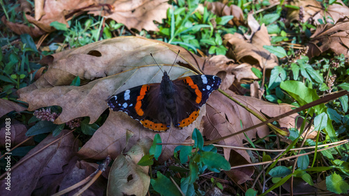 butterfly