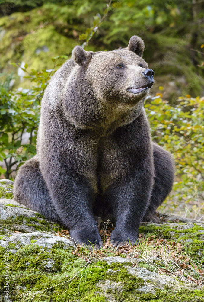 Fototapeta premium A brown bear in the forest. Big Brown Bear. Bear sits on a rock. Ursus arctos.