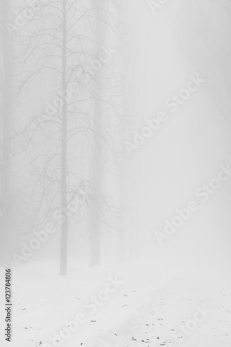 Winter foggy landscape in the park