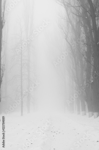 Winter foggy landscape in the park