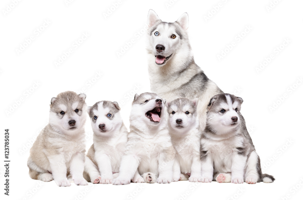 Puppies Husky sitting together with mother 