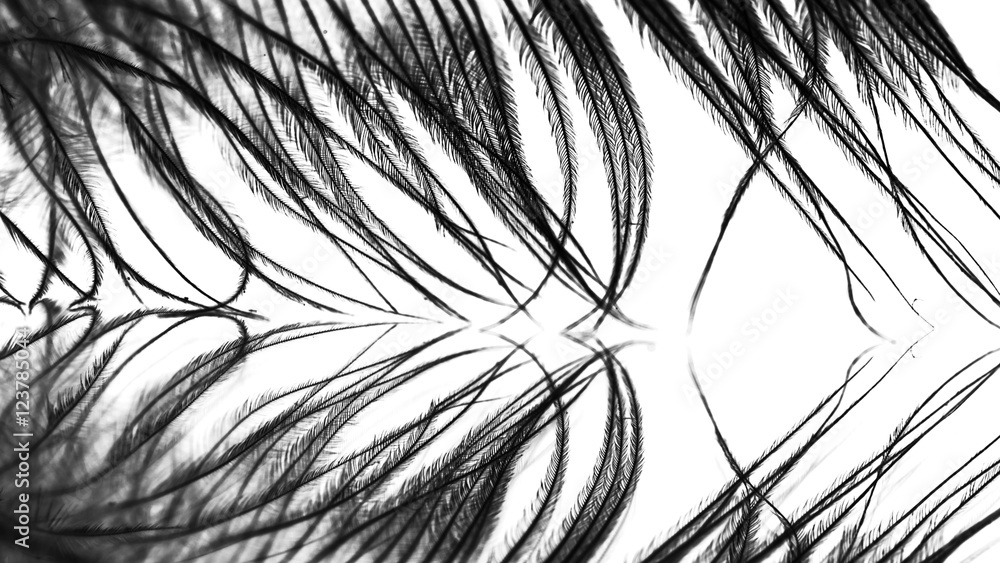 Obraz premium Abstract composition with guinea hen feather