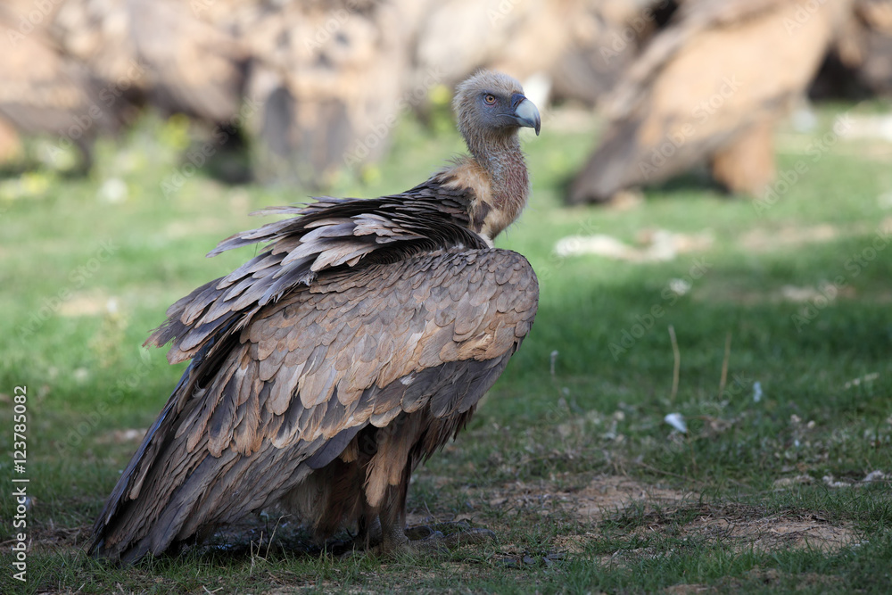 The griffon vulture (Gyps fulvus) sitting on the ground in front of a group of tearing prey The griffon vulture (Gyps fulvus) sitting on the ground in front of a group of tearing prey