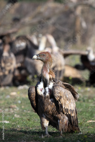 The griffon vulture (Gyps fulvus) sitting on the ground in front of a group of tearing prey with a dirty head photo