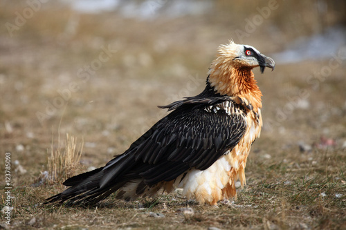 The bearded vulture (Gypaetus barbatus), also known as the lammergeier or ossifrage, old bird sitting on the ground