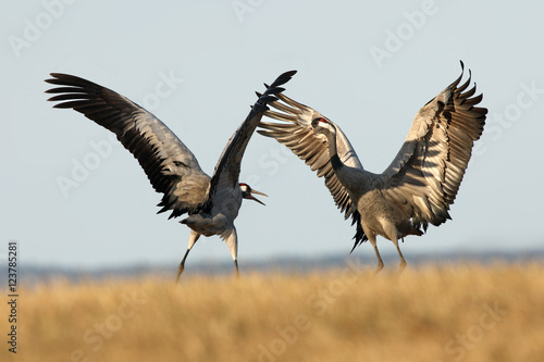 The common crane (Grus grus), also known as the Eurasian crane while dancing