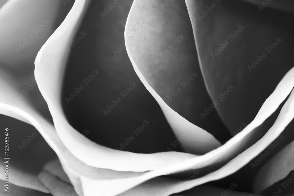 Fototapeta premium Czarno-białe, piękne, delikatne płatki róż