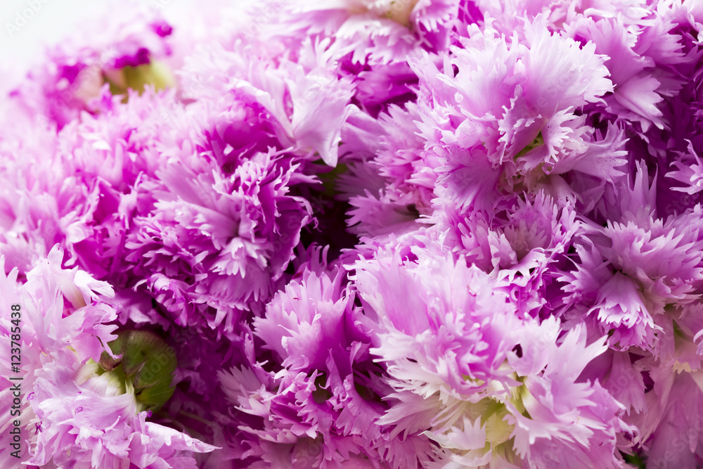 Beautiful chinese carnations (Dianthus chinensis) with details on a wooden surface Beautiful chinese carnations (Dianthus chinensis) with details on a wooden surface