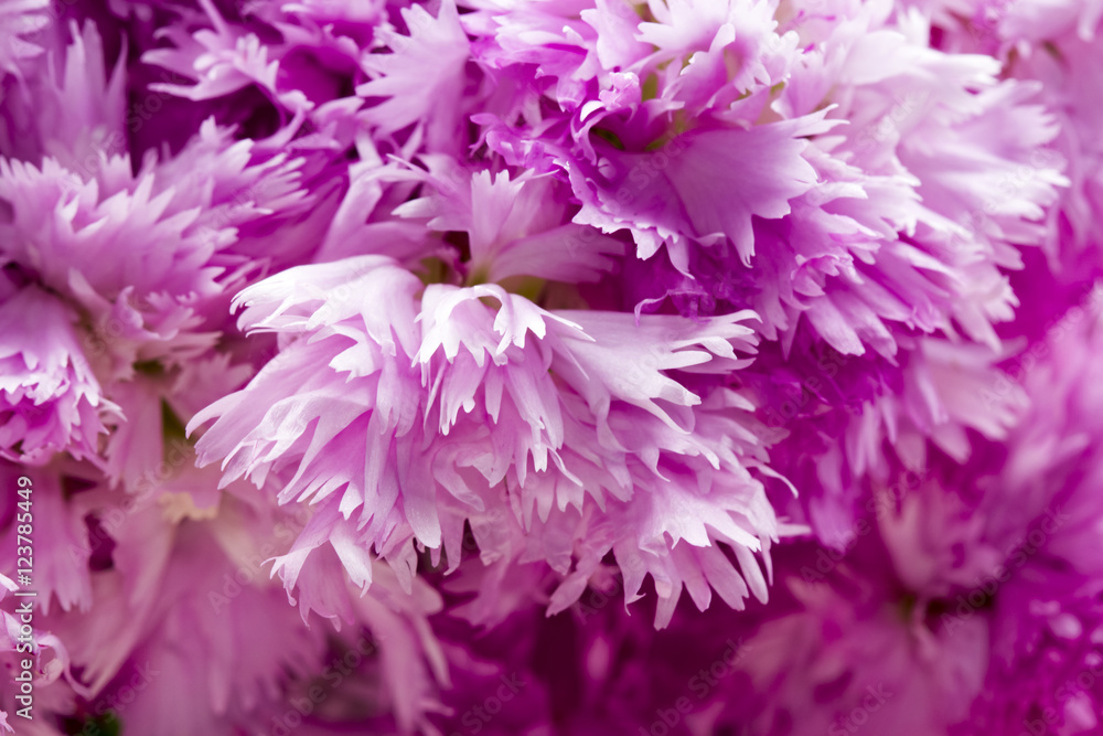 Beautiful chinese carnations (Dianthus chinensis) with details on a wooden surface
