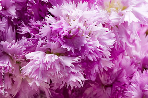 Beautiful chinese carnations  Dianthus chinensis  with details on a wooden surface