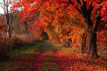 czech color autumn country