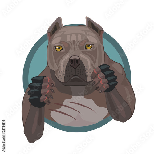 Fighting dog pit bull  Fighting dog pit bull ready to attack and defense in the battle arena games fist fight