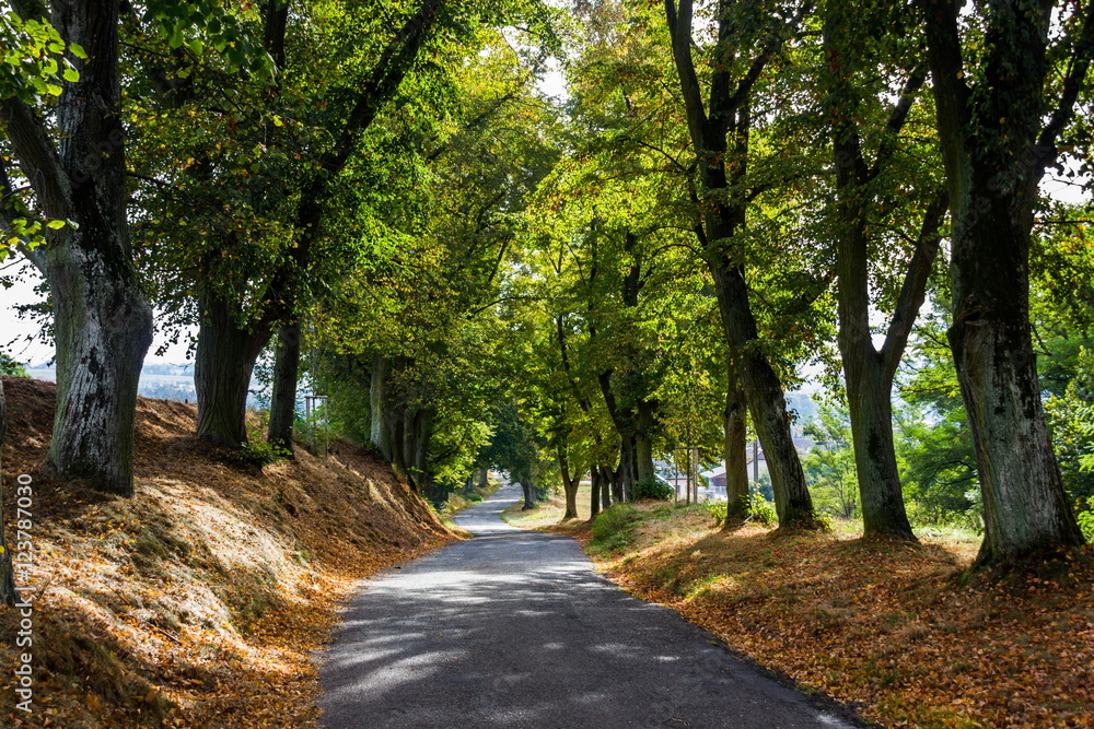 Fototapeta premium Road in Czech Republic