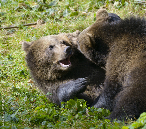 Two brown bear cubs play fighting