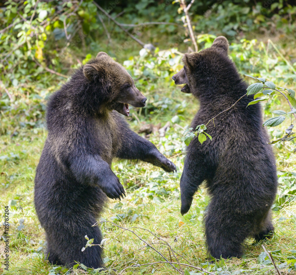 Obraz premium Two brown bear cubs play fighting