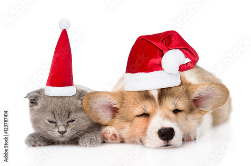 sleeping kitten and Pembroke Welsh Corgi puppy in christmas hats. isolated on white