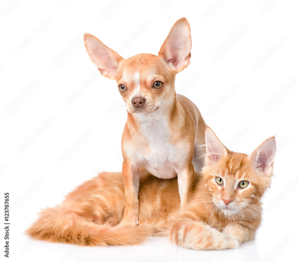 Chihuahua puppy embracing ginger maine coon cat. isolated on white