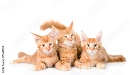 Fototapeta Naklejka Na Ścianę i Meble -  Group of small ginger maine coon cats lying in front view. isolated on white
