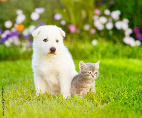White Swiss Shepherd`s puppy sitting with tiny kitten on green grass © Ermolaev Alexandr