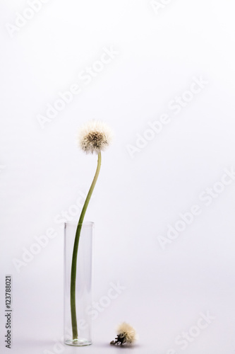 Composition with dandelion seeds and small glass bottles with grey background  