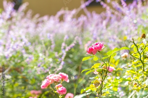 The pink fairy rose flower in autumn