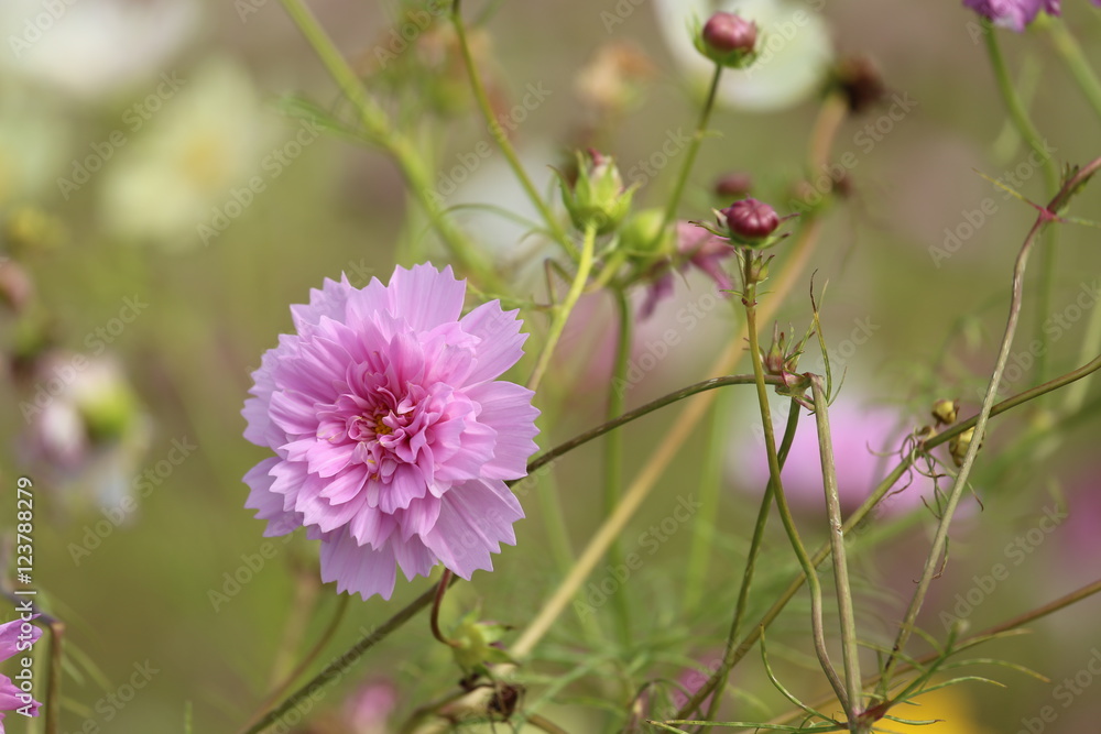 Fototapeta premium 奈良の秋桜