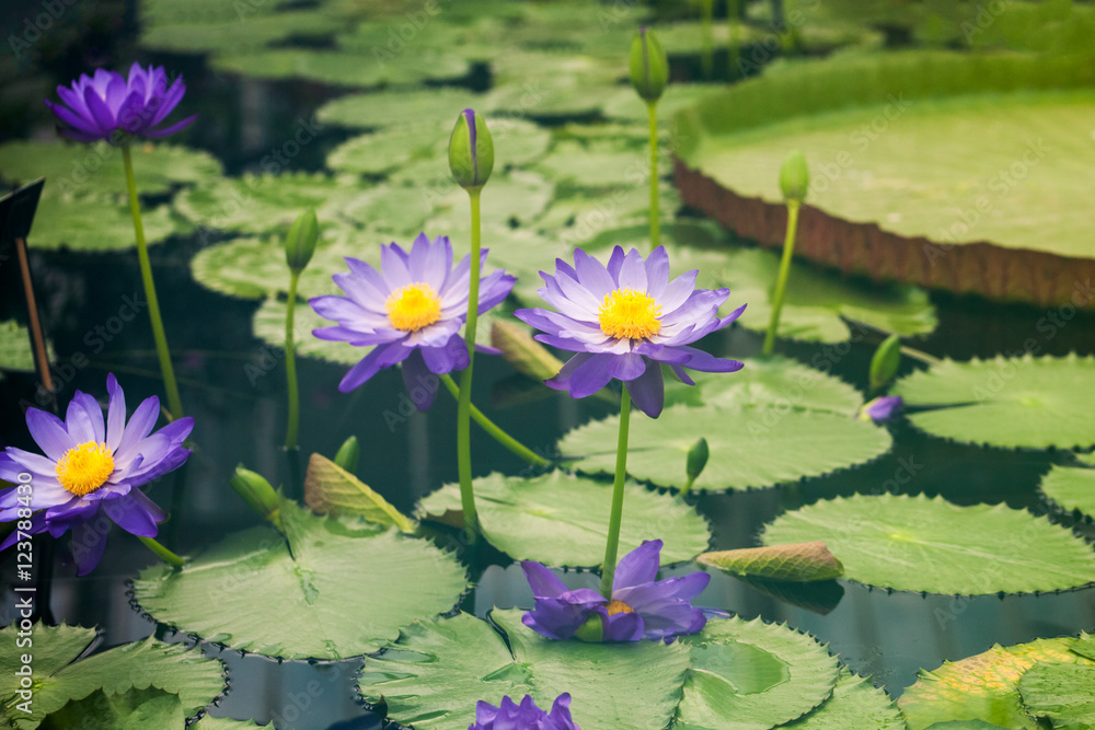 Nymphaea - beautiful water lily from Kew Gardens - Kew's stowaway blues. Beautiful details and colors Nymphaea - beautiful water lily from Kew Gardens - Kew's stowaway blues. Beautiful details and colors