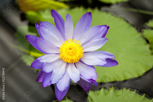 Nymphaea - beautiful water lily from Kew Gardens - Kew's stowaway blues. Beautiful details and colors 