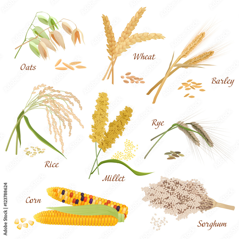 Vecteur Stock Cereal Plants vector icons illustrations. Oats wheat