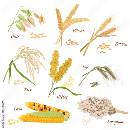 Cereal Plants vector icons illustrations. Oats wheat barley rye millet rice sorghum corn set.